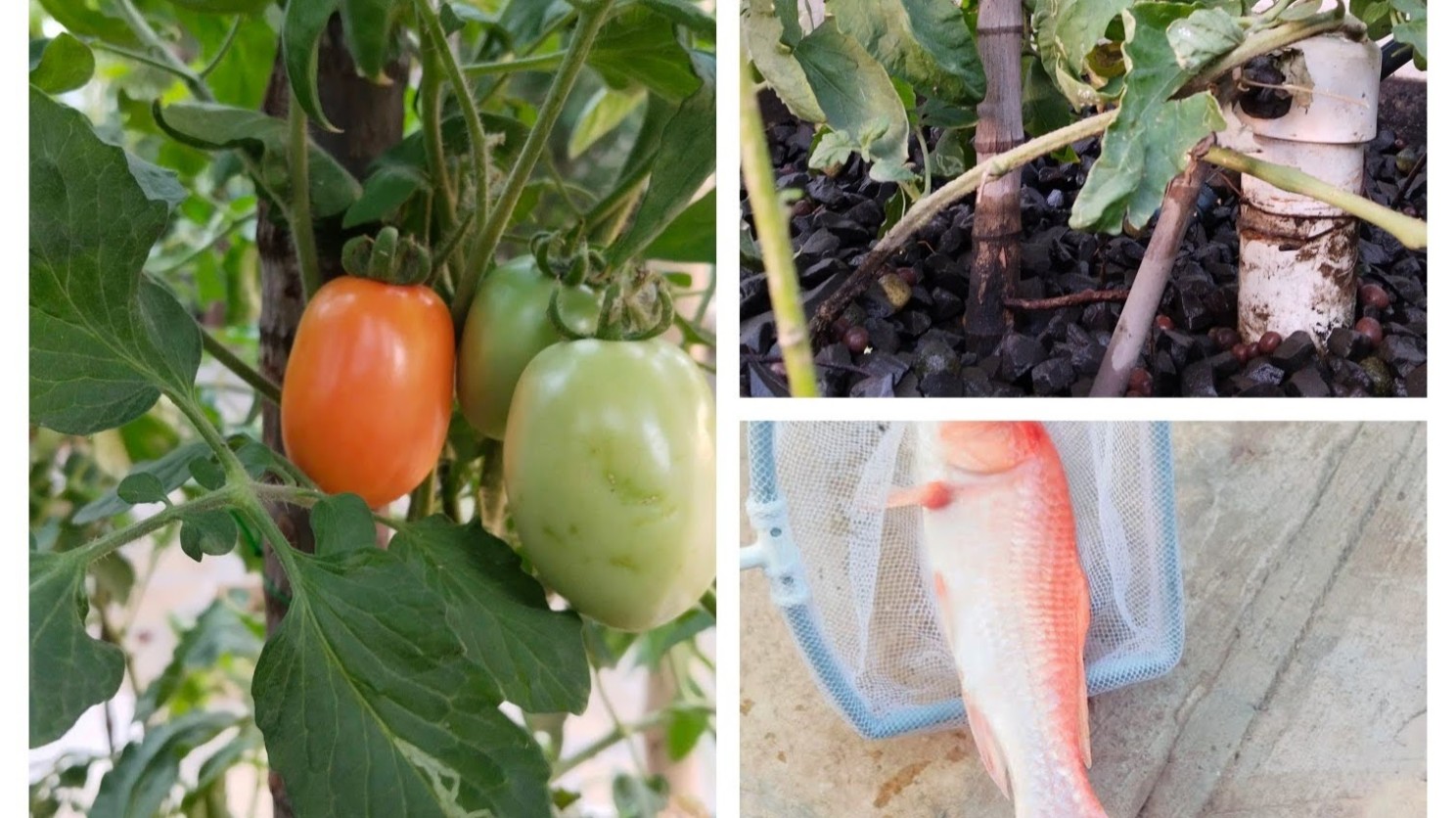 Actual saidham aquaponics setup