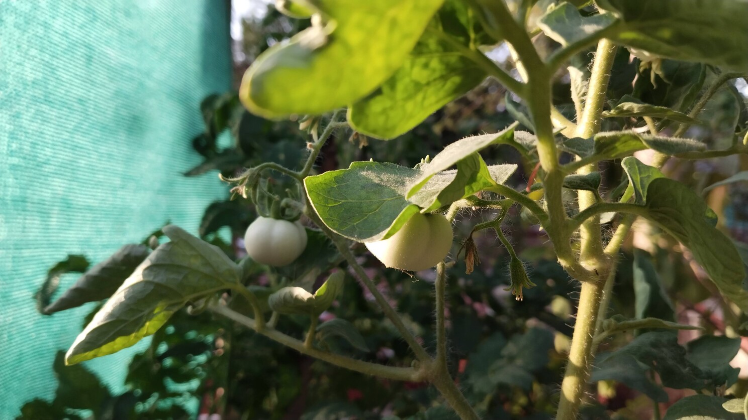 Actual saidham aquaponics setup